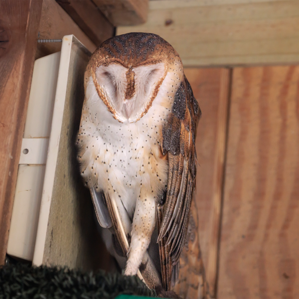 Barn Owl | Akron Zoo