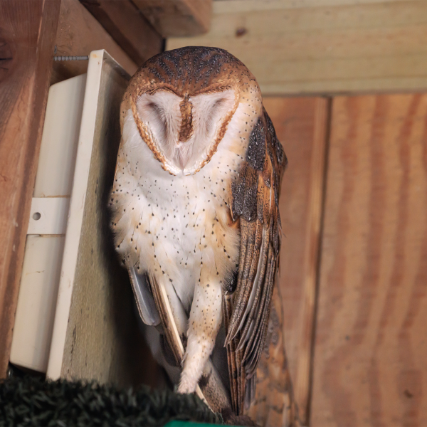 Barn Owl | Akron Zoo Barn Owl | Akron Zoo