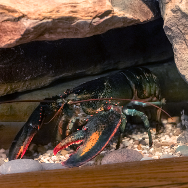 Blue American Lobster Akron Zoo
