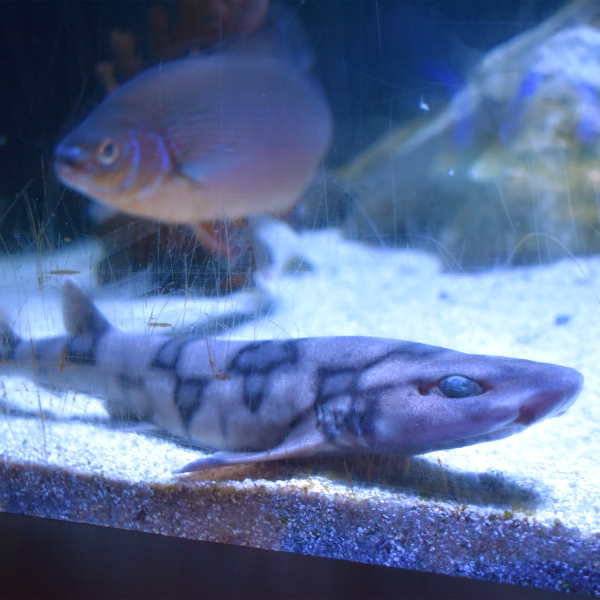 Chain Dogfish Biology Diagrams