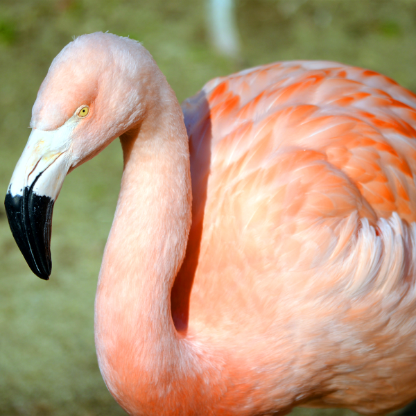 Chilean flamingo