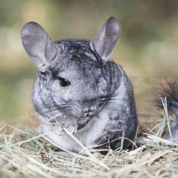 chinchilla