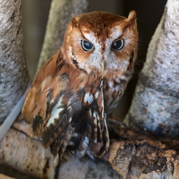 Eastern screech owl