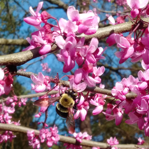 Eastern Redbud Flowers with Bumblebee