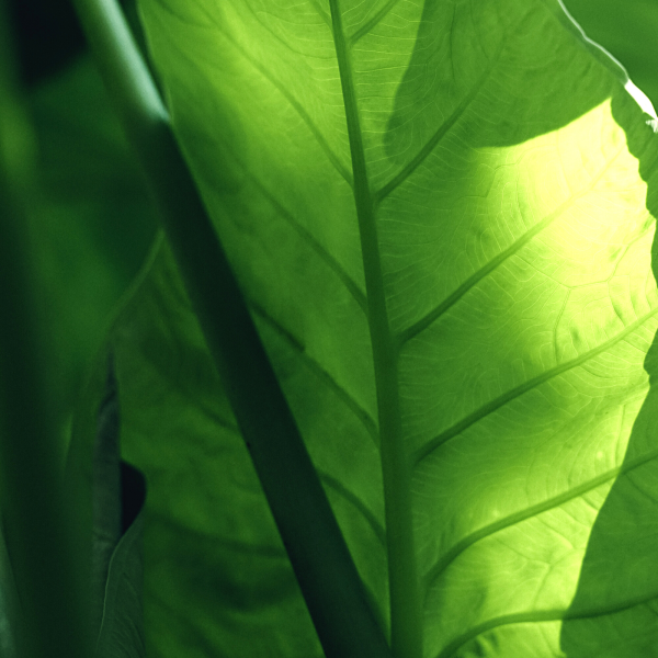 Elephant Ear Leaf Veining