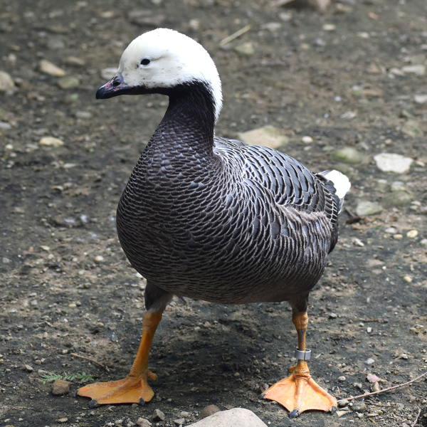 Emperor goose