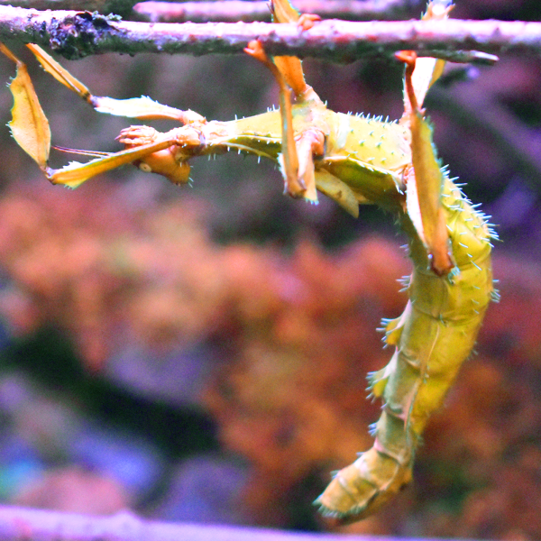 Giant prickly stick insect