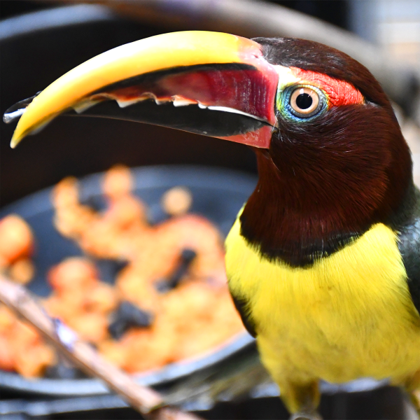Green aracari