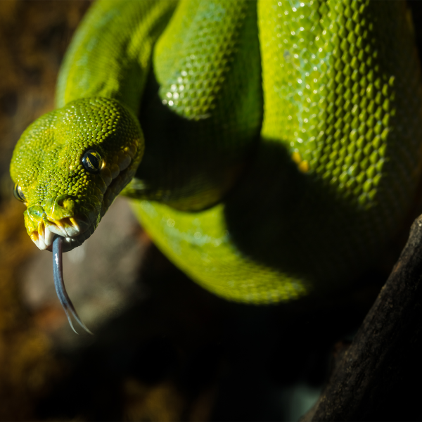 Green tree python