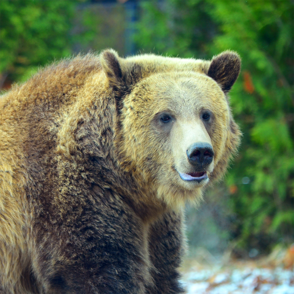 Grizzly Bears at the Central Park Zoo