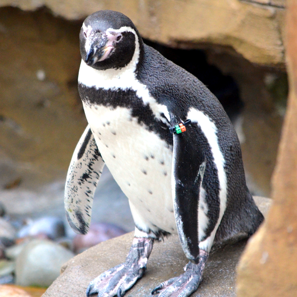 Humboldt Penguin