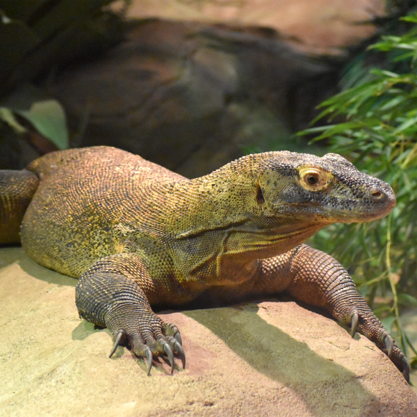Komodo Dragon | Akron Zoo