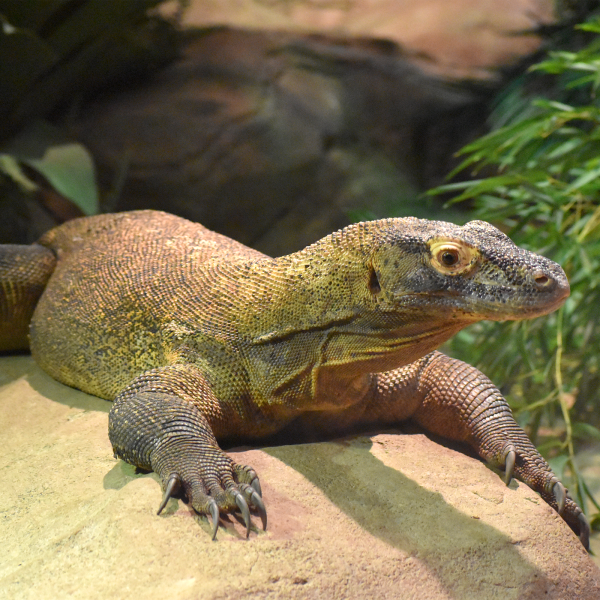 What Is So Interesting About the Komodo Dragon?