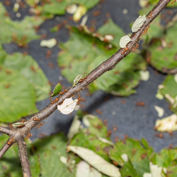 Leaf cutter ants