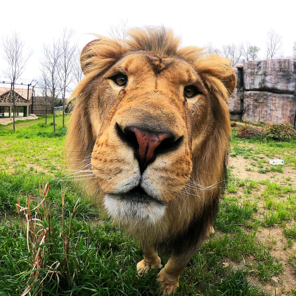 Donovan - Male lion