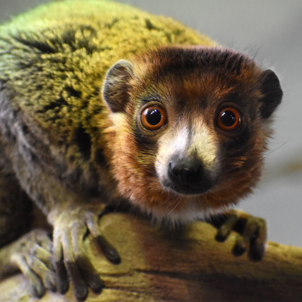 Mongoose Lemur | Akron Zoo Mongoose Lemur | Akron Zoo