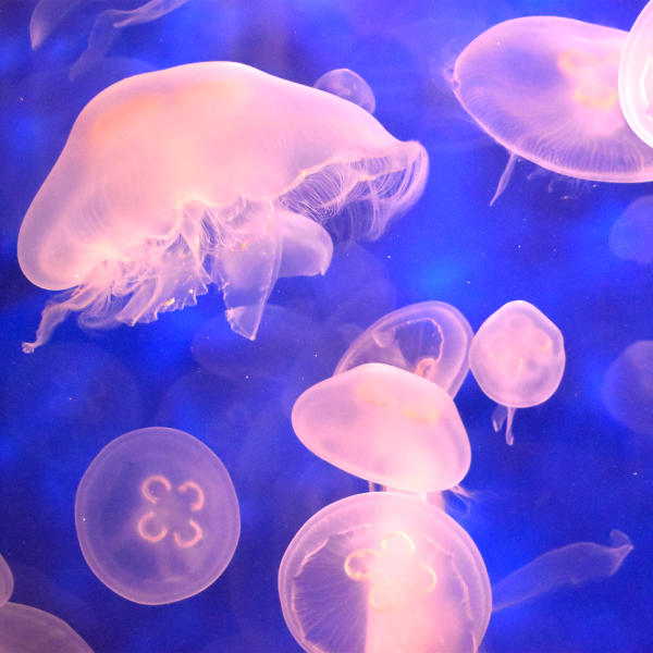 Moon jellies