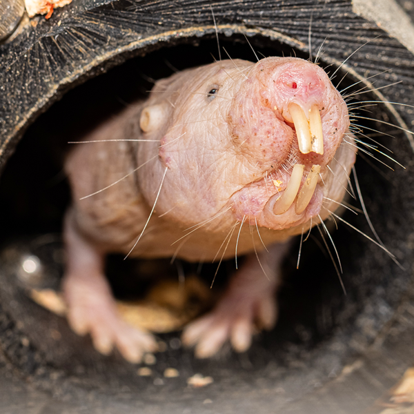Naked Mole-Rat | Akron Zoo Naked Mole-Rat | Akron Zoo