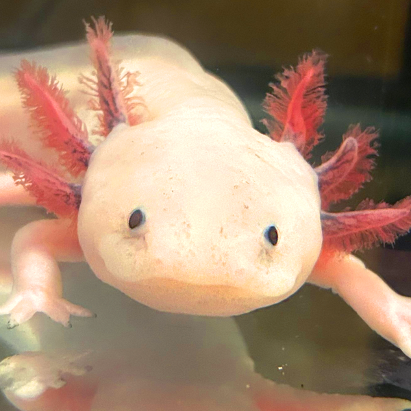 Neo the axolotl