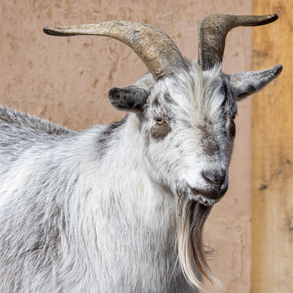 Nigerian Dwarf Goat