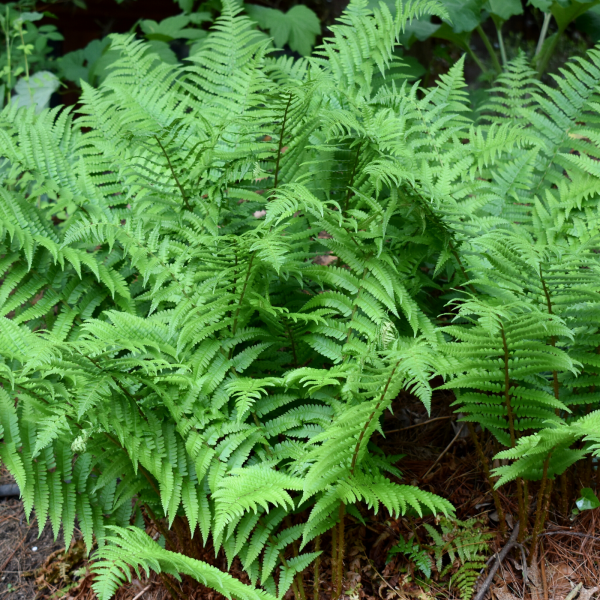 Ostrich Fern