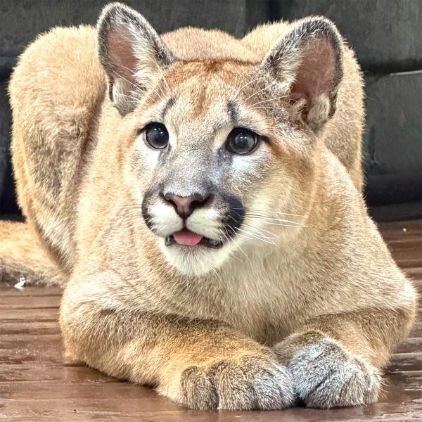 Ozette the mountain lion