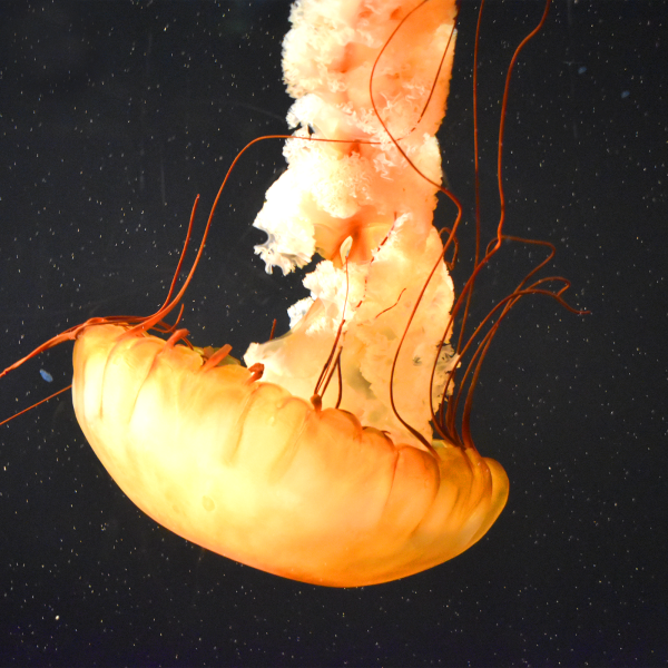 Pacific sea nettle