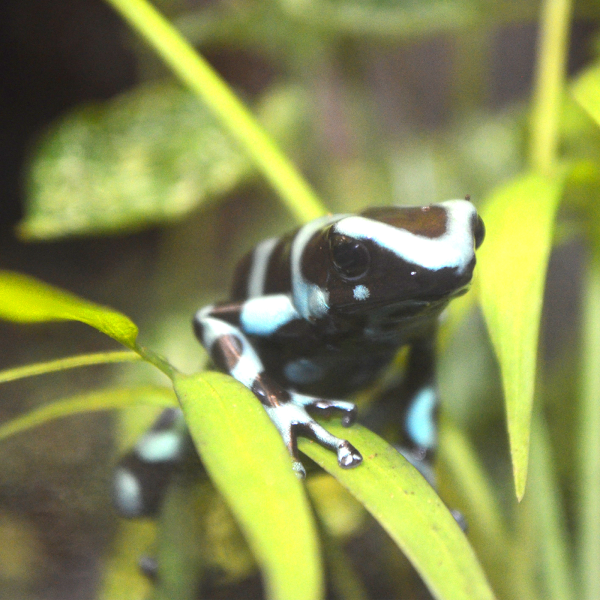 Green poison dart frog