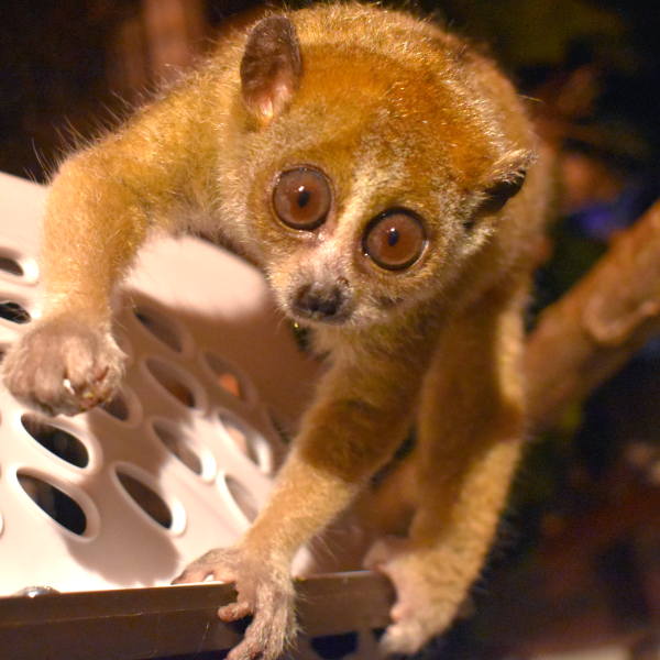 Pygmy slow loris