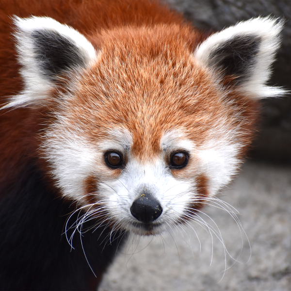 Whitney Ingen måde Begrænse Red Panda | Akron Zoo