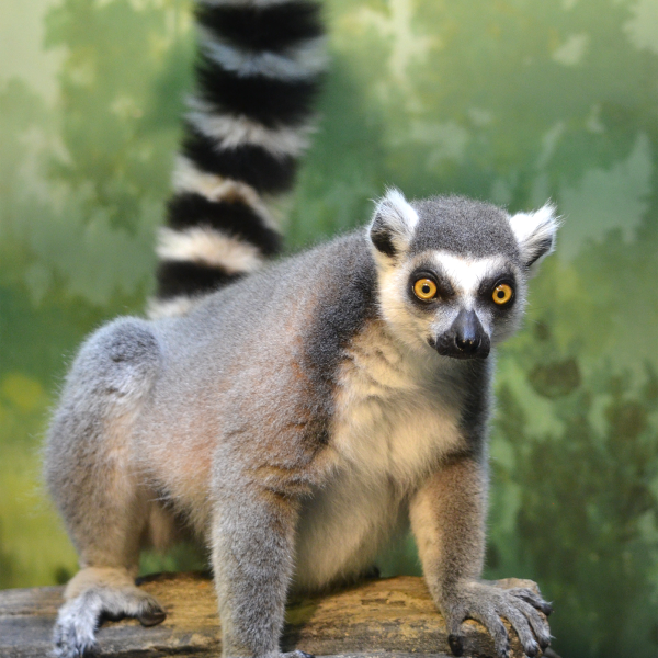 Watercolor Animal png download - 900*658 - Free Transparent Lemur png  Download. - CleanPNG / KissPNG