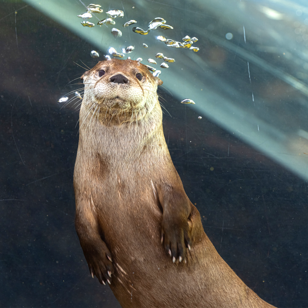 North American River Otter | Akron Zoo