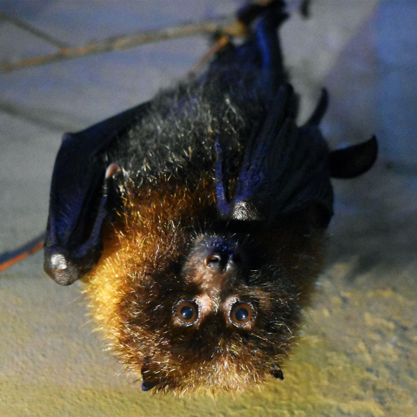 Rodrigues Fruit Bat | Akron Zoo Rodrigues Fruit Bat | Akron Zoo