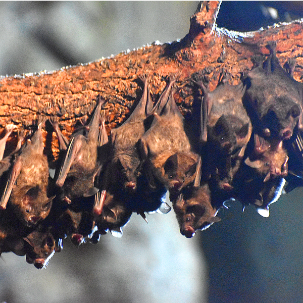 Group of bats