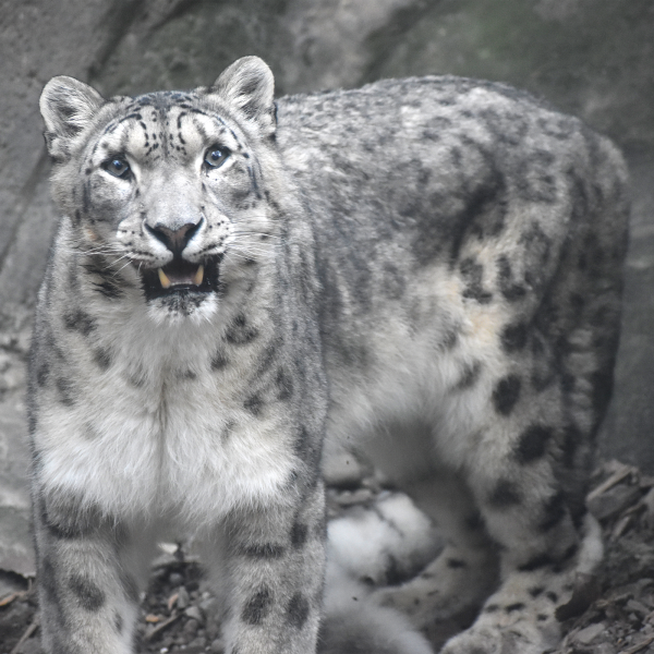 Snow Leopard | Akron Zoo