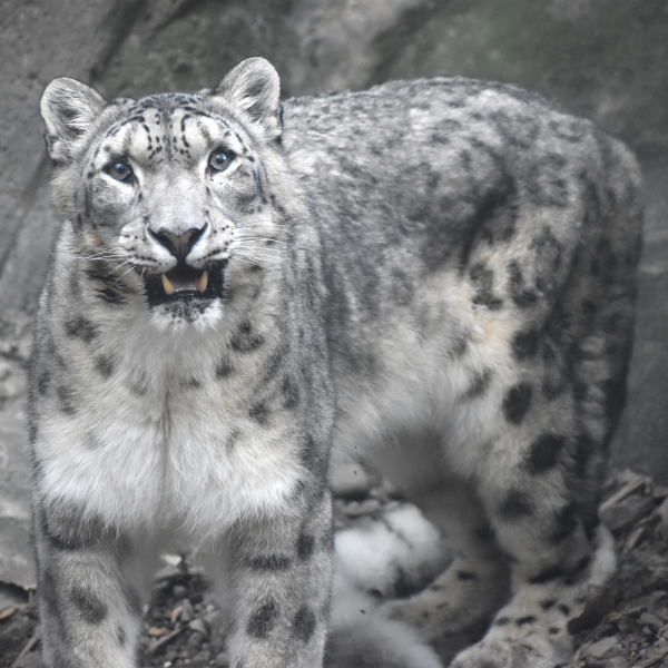 Snow Leopard | Akron Zoo Snow Leopard | Akron Zoo