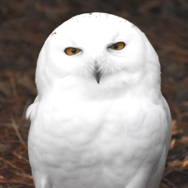 Snowy Owl | Akron Zoo