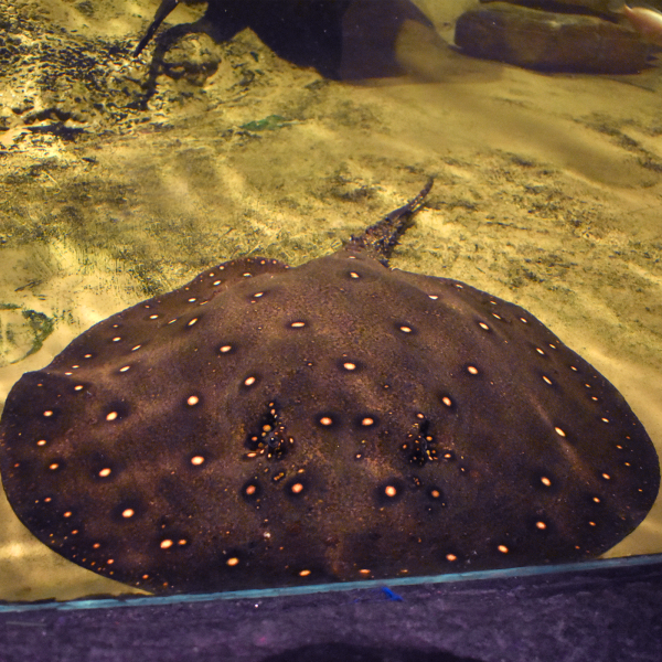 Stingray