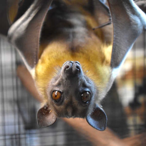 Straw-colored fruit bat