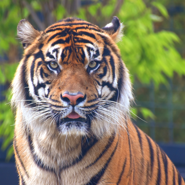 A Tiger Conservation Status Update from India