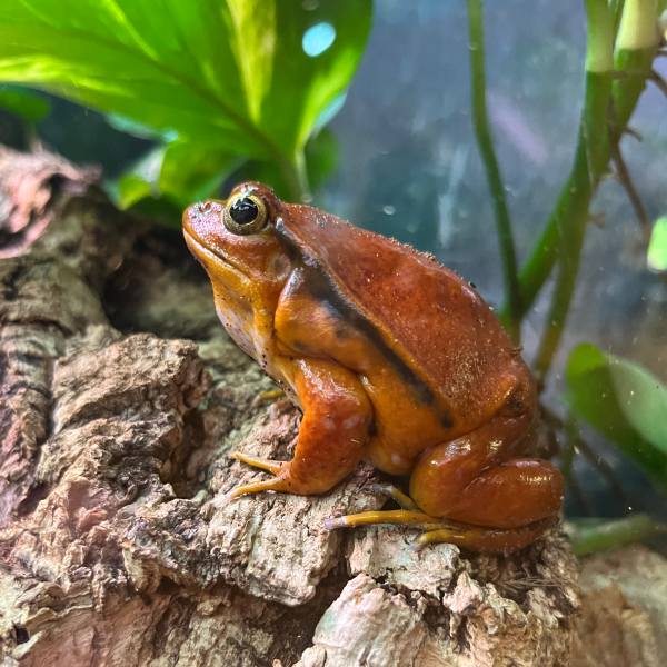 Tomato frog