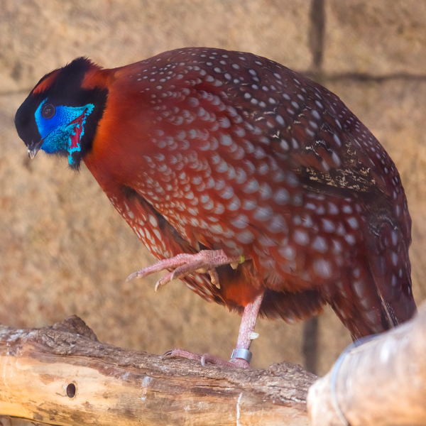 Temmick's tragopan