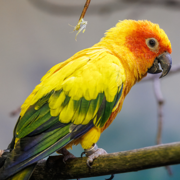 Vega, Sun conure at the Akron Zoo
