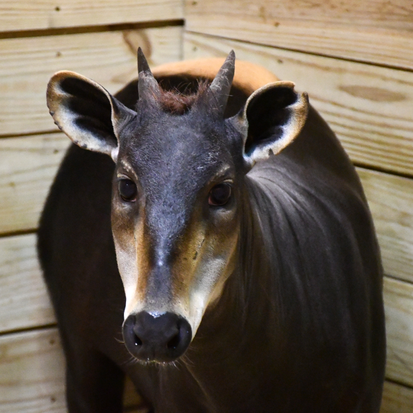 Yellow-backed duiker