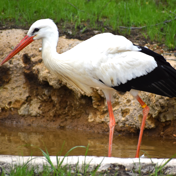 White stork