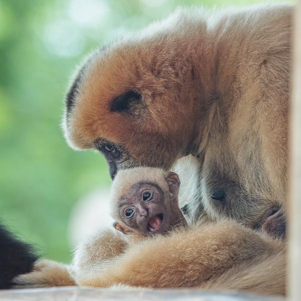 Baby gibbon looing at camera in mom's arms