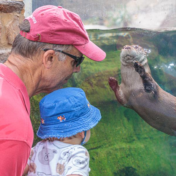 Man with baby looking at otter