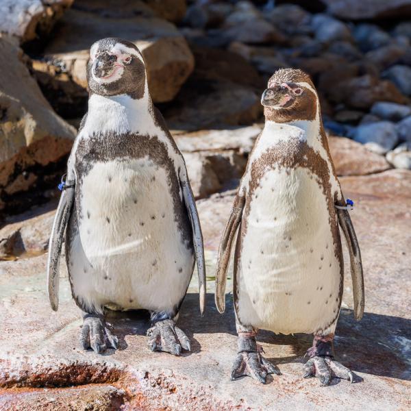 penguins