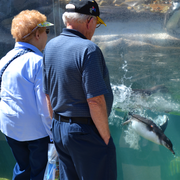 Senior woman and man looking at penguins