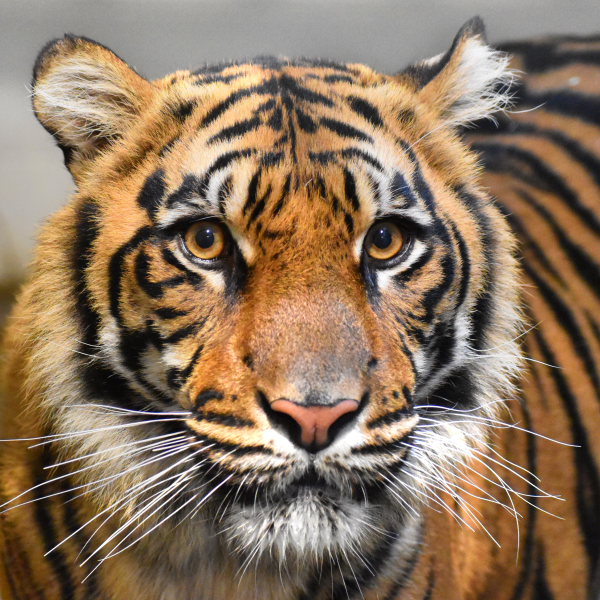 tiger